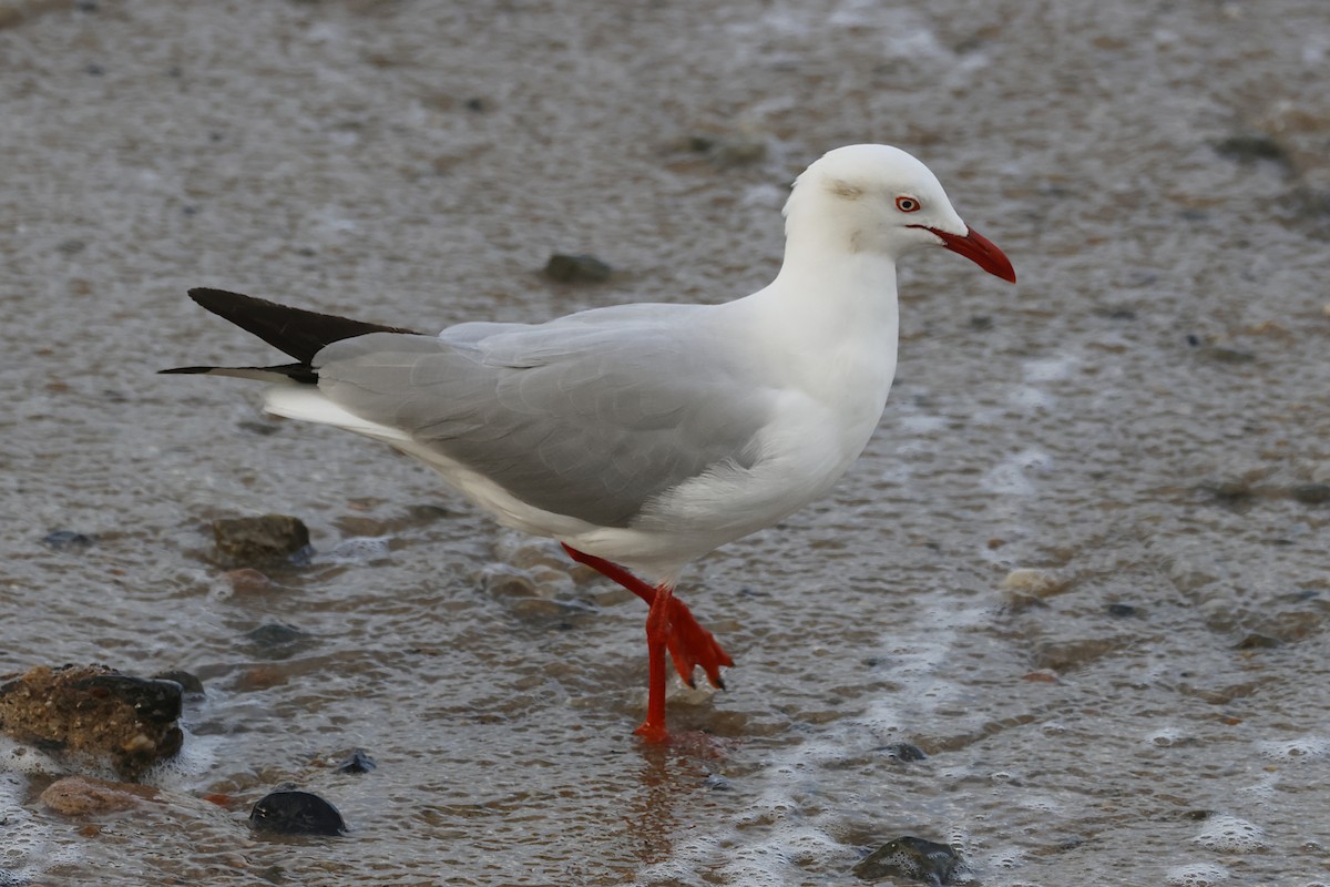 ギンカモメ - ML644480507