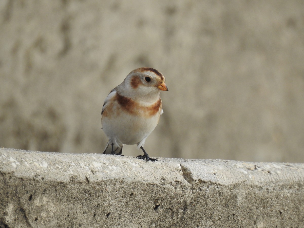 ユキホオジロ - ML644480512