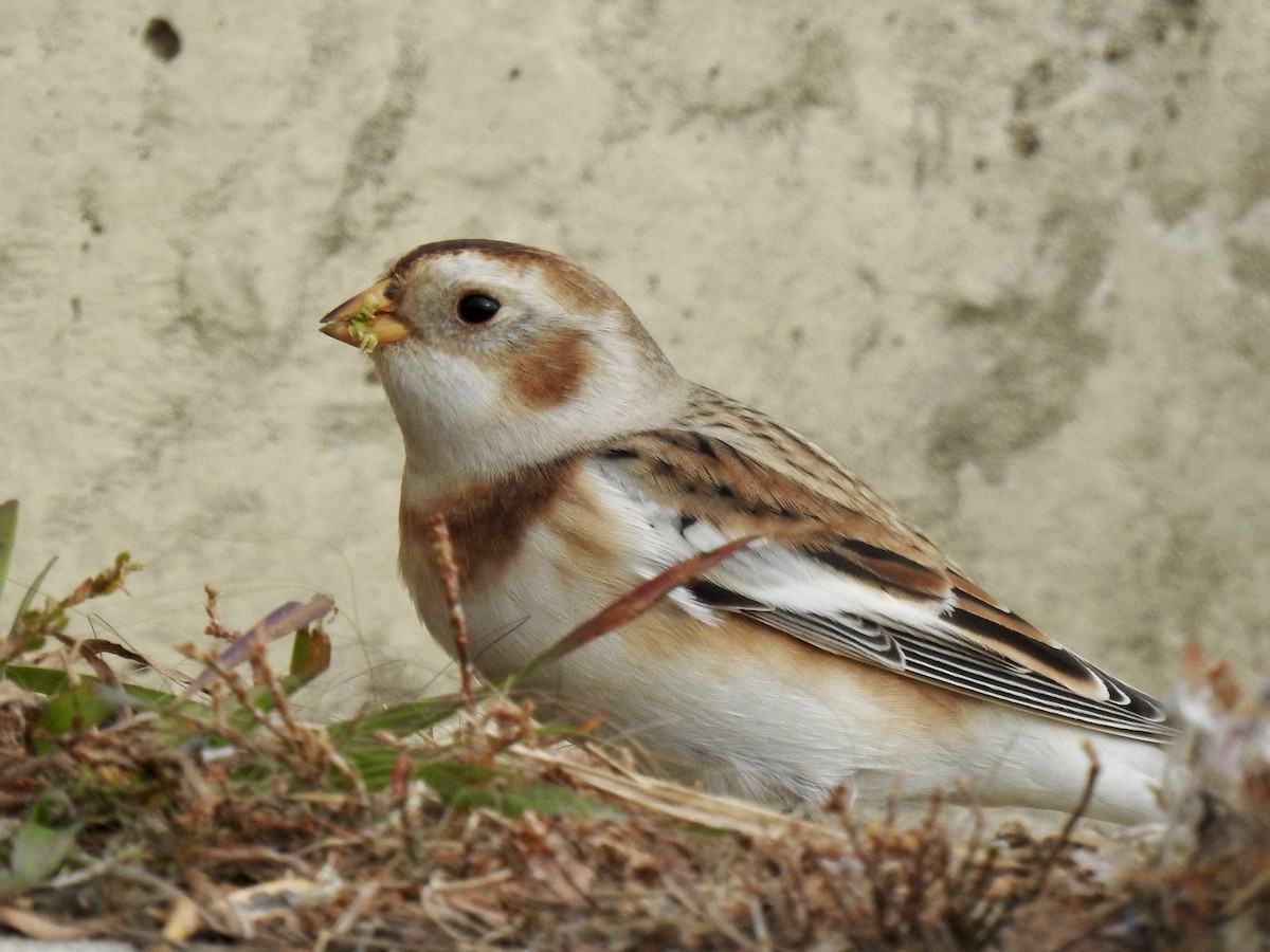 ユキホオジロ - ML644480513