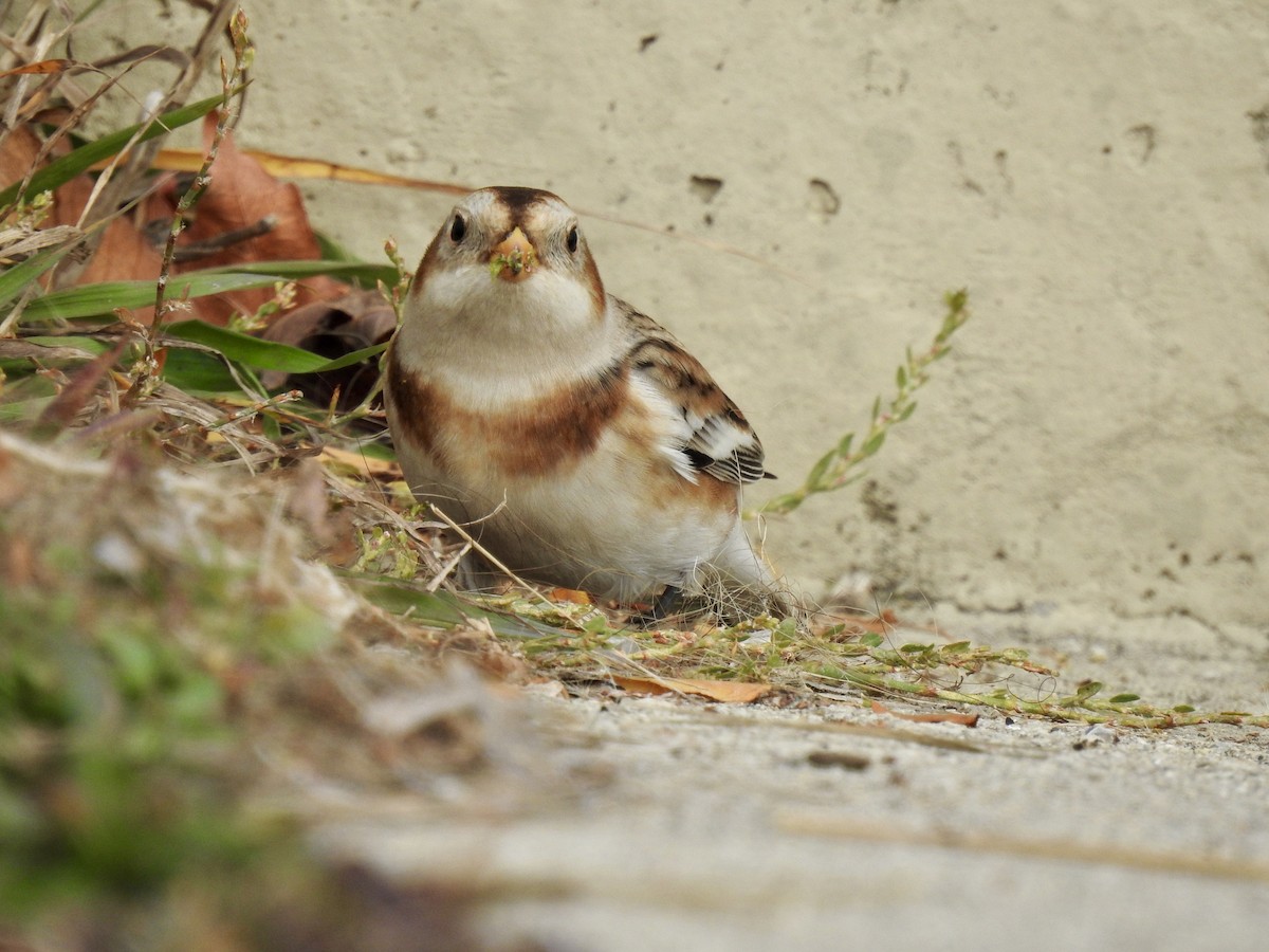 ユキホオジロ - ML644480514