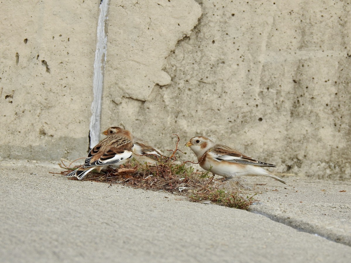 ユキホオジロ - ML644480515