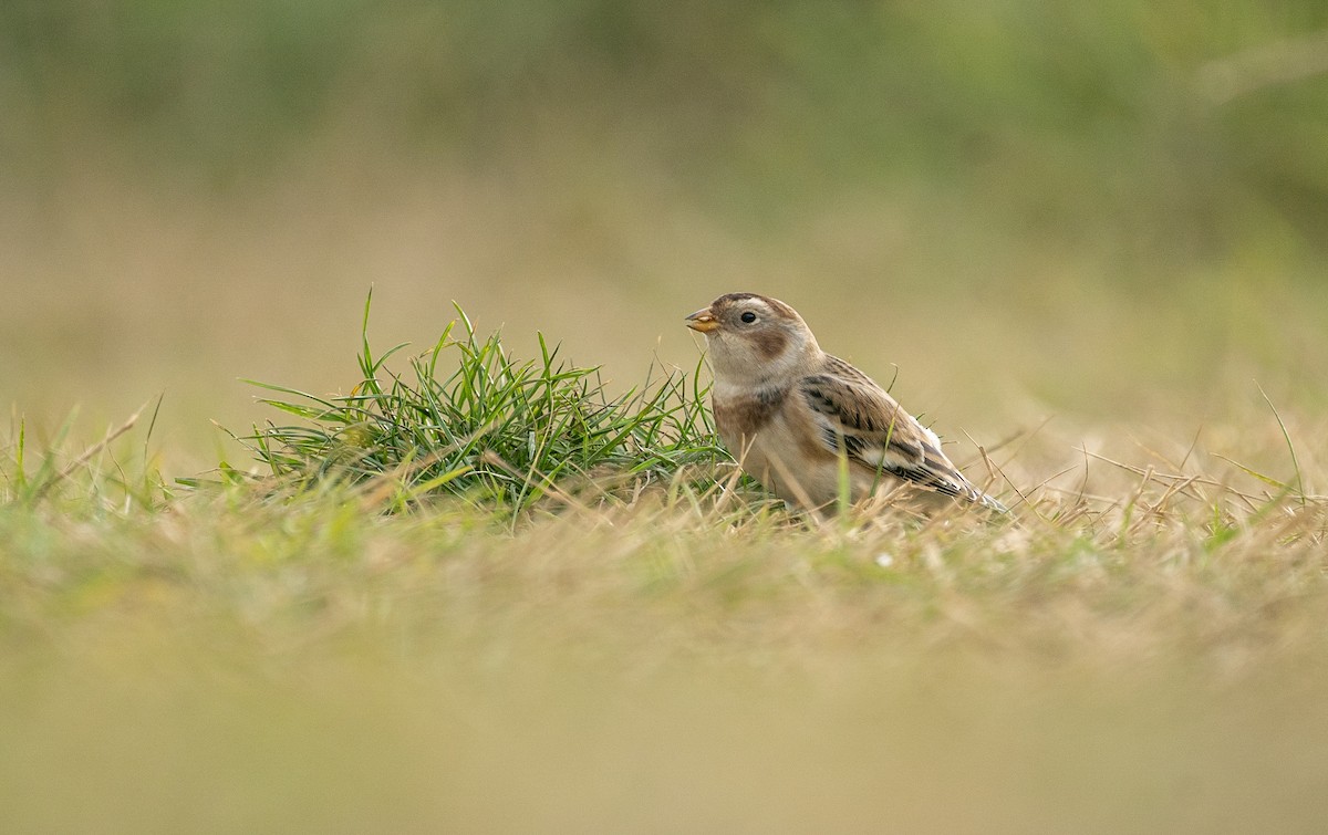 ユキホオジロ - ML644480519