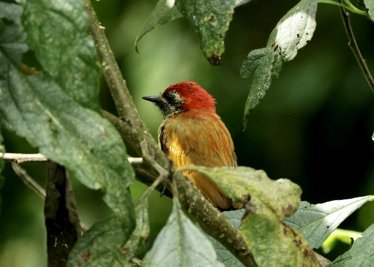 キバラハゲラ - ML644480522