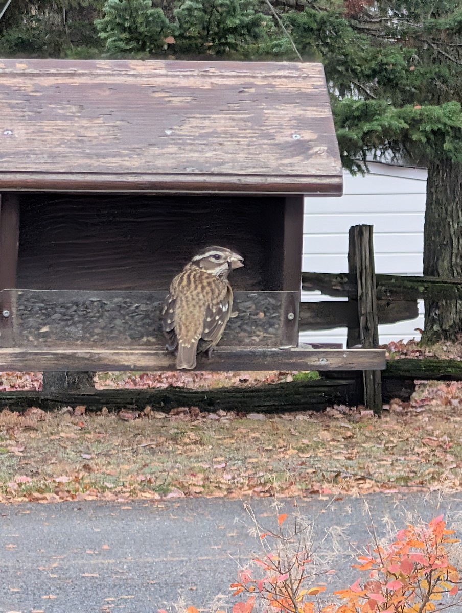 Rose-breasted Grosbeak - ML644480525