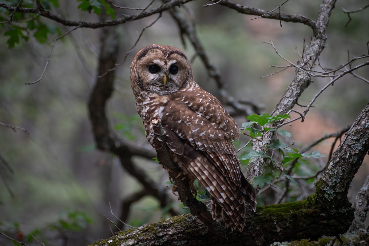 Chouette tachetée (lucida) - ML644480533