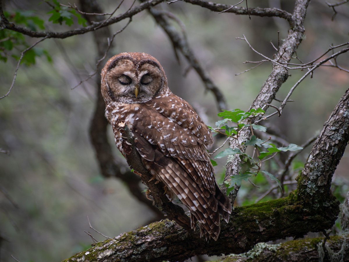 Chouette tachetée (lucida) - ML644480535