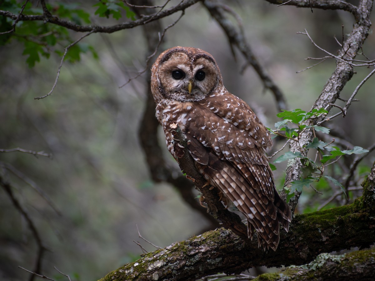 Chouette tachetée (lucida) - ML644480536