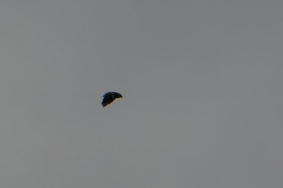 キビタイシメ - ML644480538