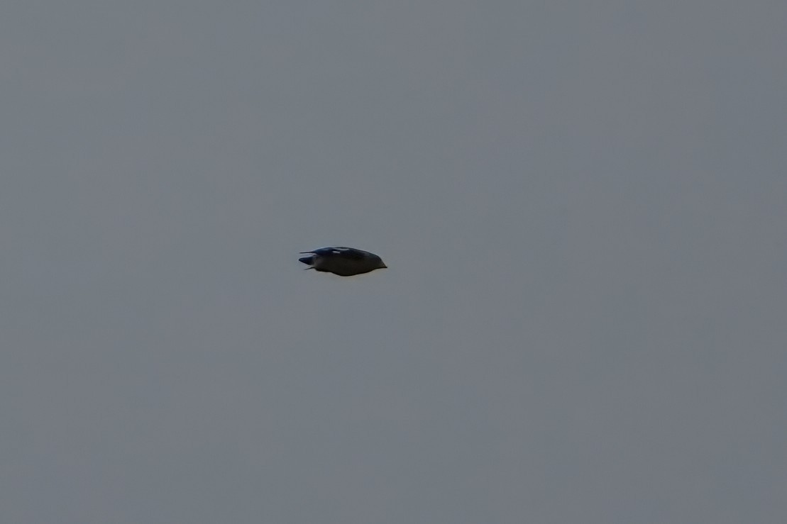 キビタイシメ - ML644480539