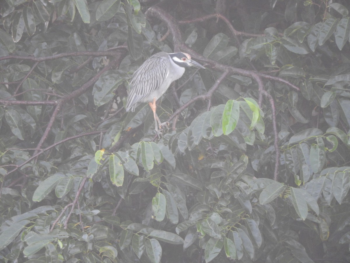 Yellow-crowned Night Heron - ML644480540