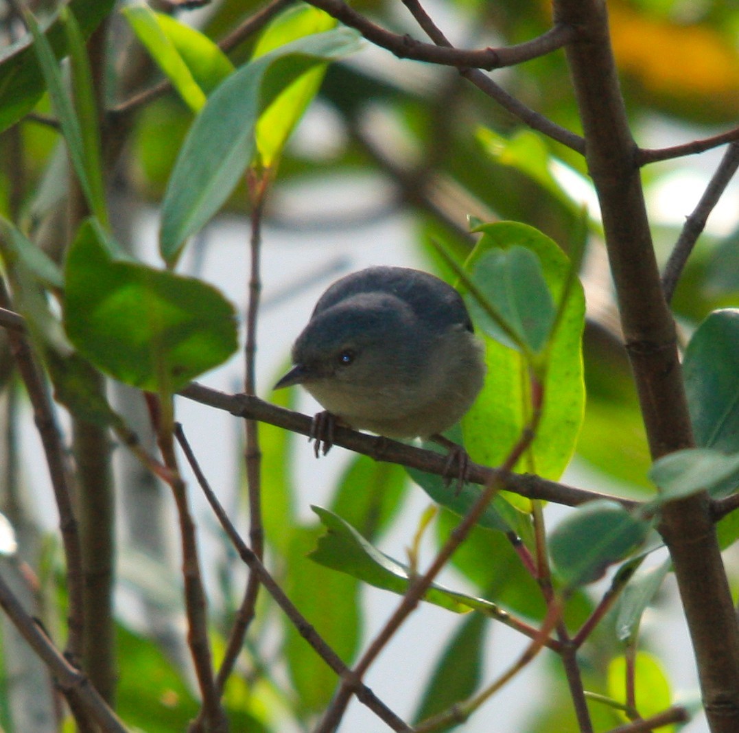 Bicolored Conebill - ML644480544