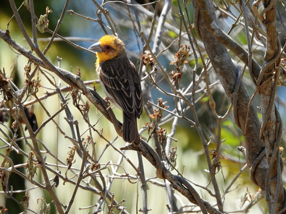 Sakalava Weaver - ML644480545