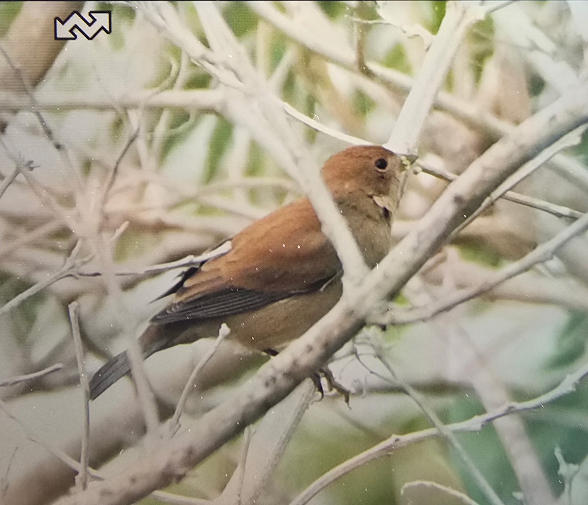 Индиговый колорин - ML644480546