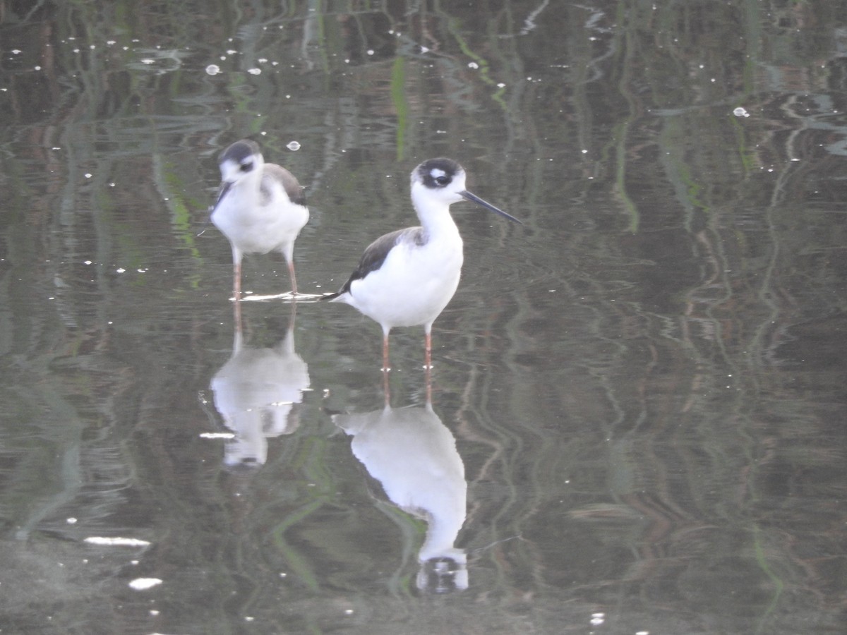 Schwarznacken-Stelzenläufer - ML644480565