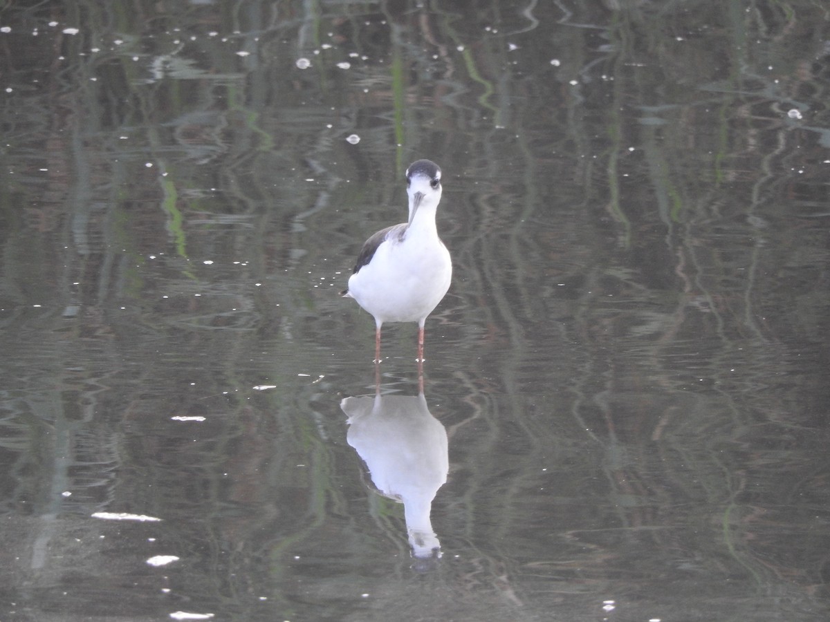 Schwarznacken-Stelzenläufer - ML644480566
