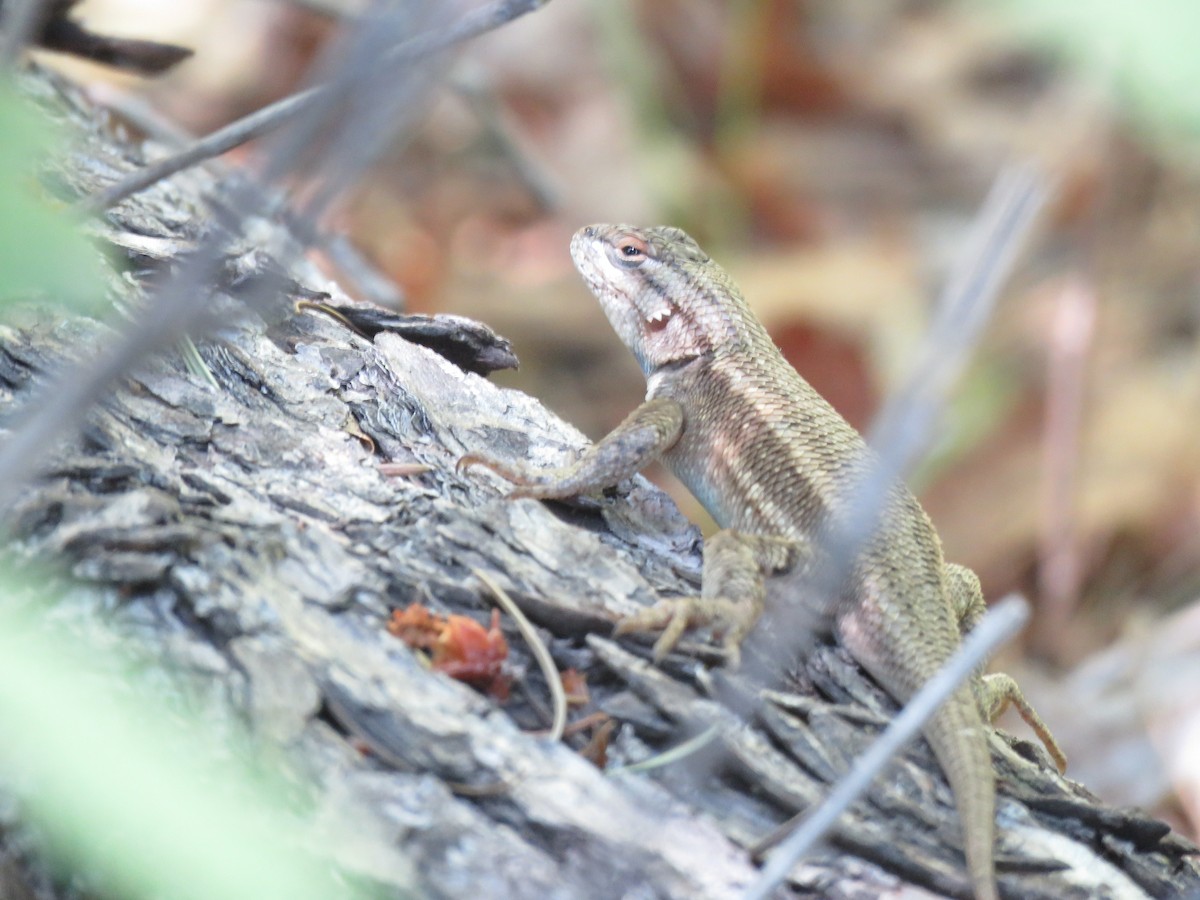 Plateau Fence Lizard - ML644480567