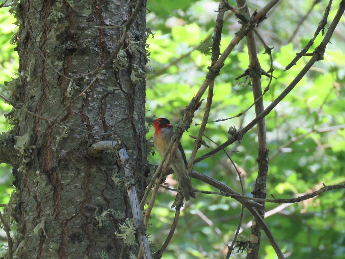 Red-faced Warbler - ML644480568