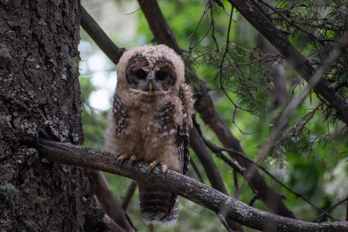 Chouette tachetée (lucida) - ML644480571