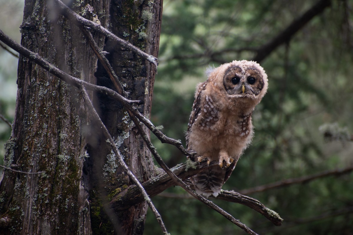 Chouette tachetée (lucida) - ML644480572