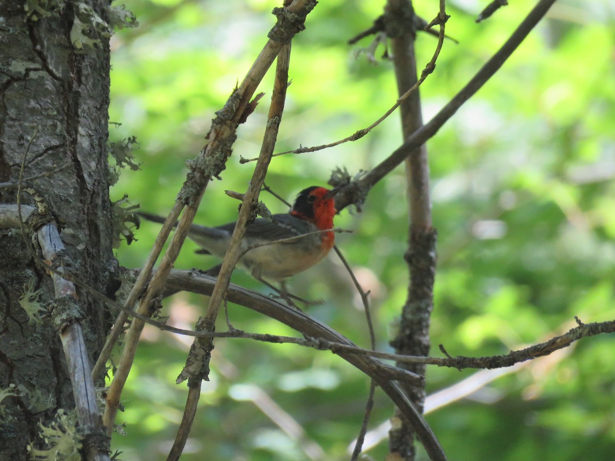 Red-faced Warbler - ML644480574