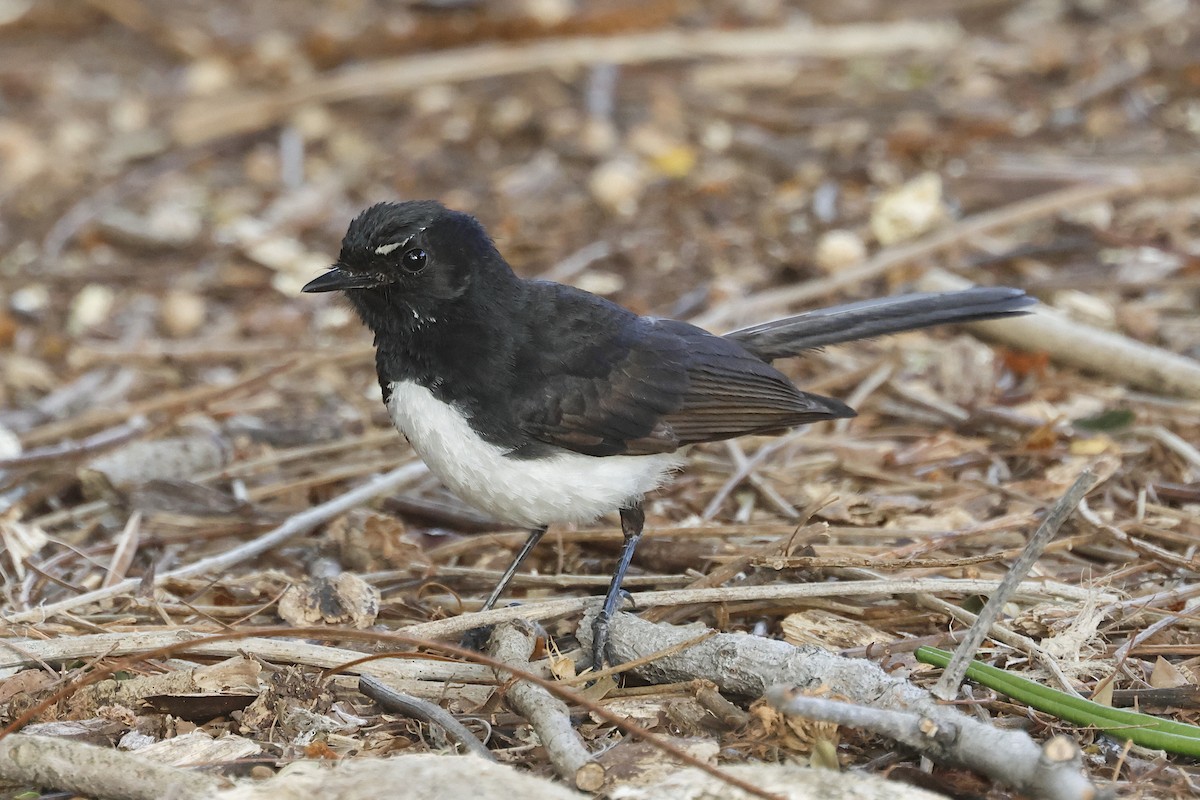 ヨコフリオウギビタキ - ML644480584