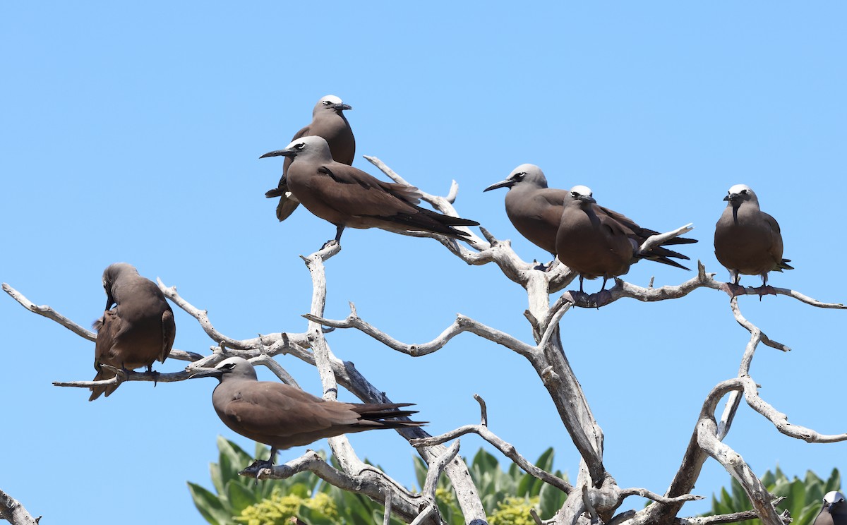 nody obecný - ML644480588