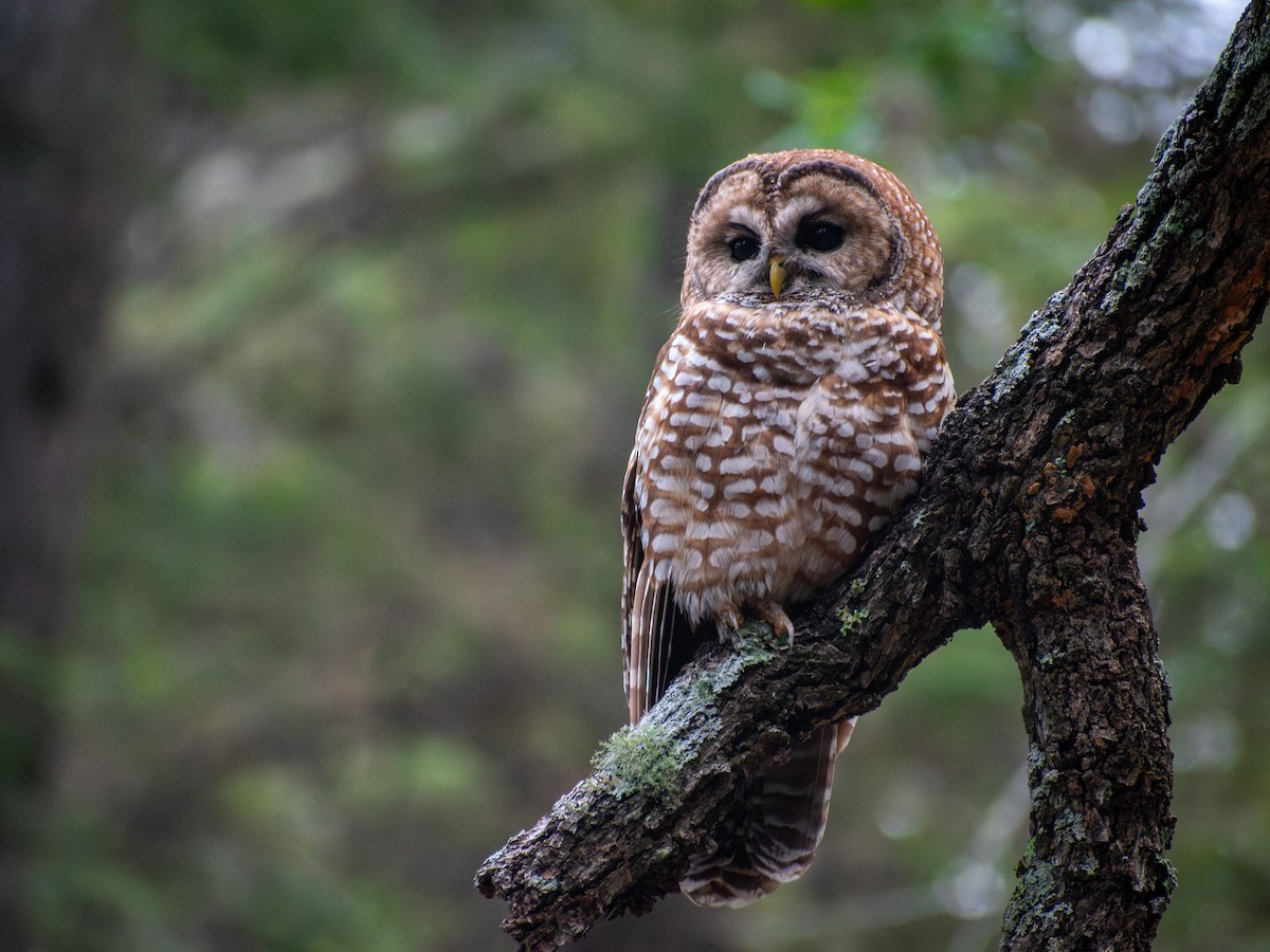 Chouette tachetée (lucida) - ML644480589