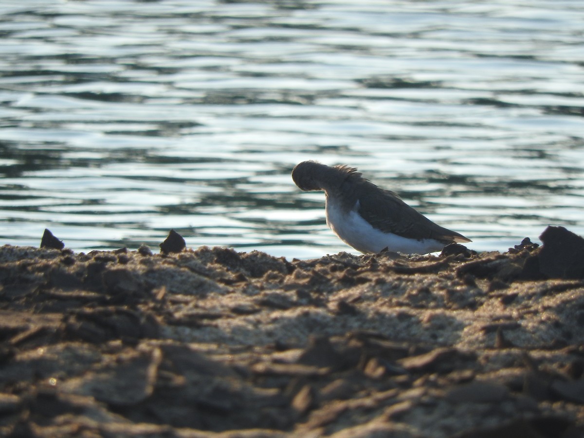 Chevalier grivelé - ML644480591