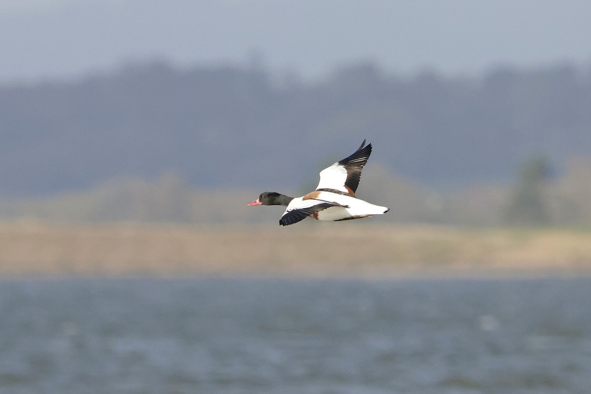 花鳧 - ML644480594