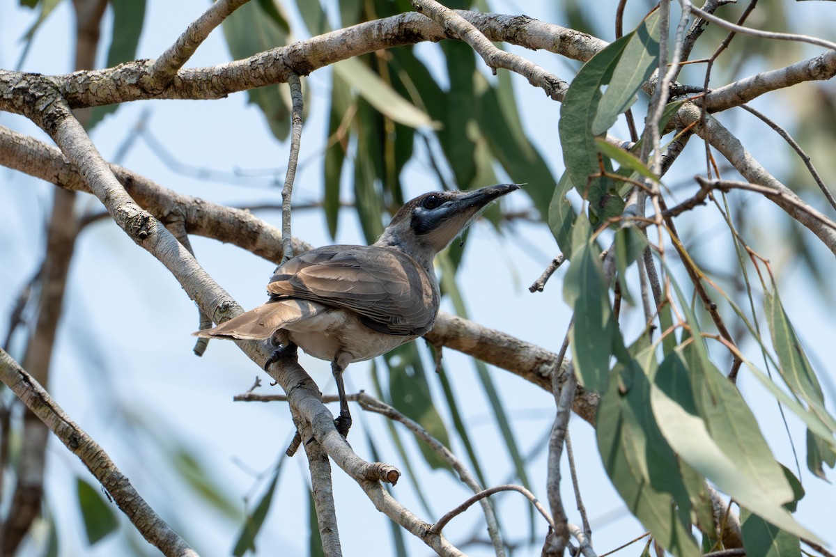 Polochion à menton jaune - ML644480598