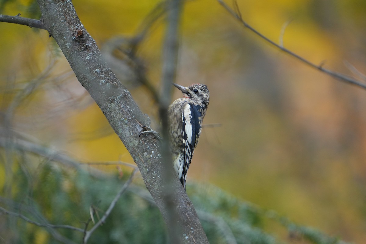 Yellow-bellied Sapsucker - ML644480600