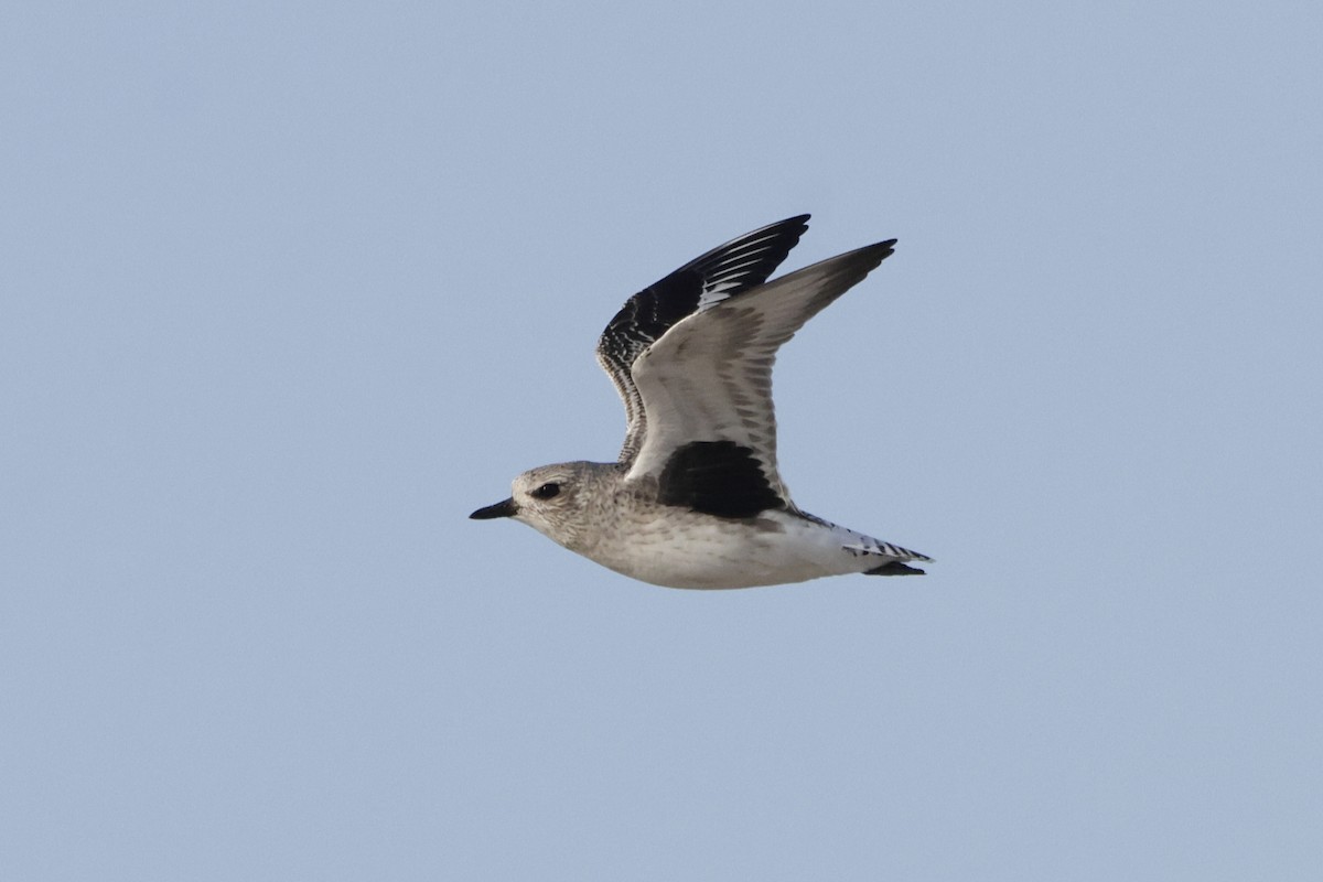 灰斑鴴 - ML644480601