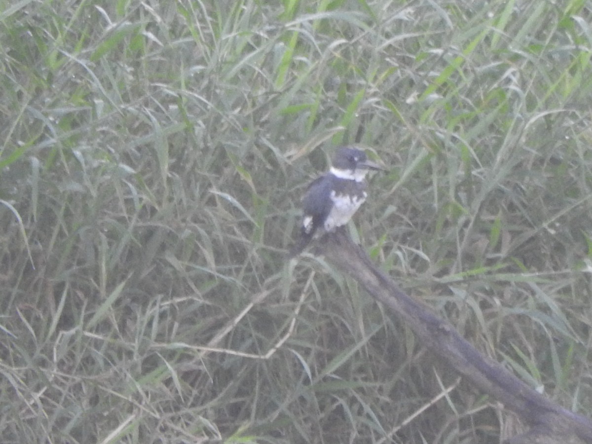 Belted Kingfisher - ML644480602
