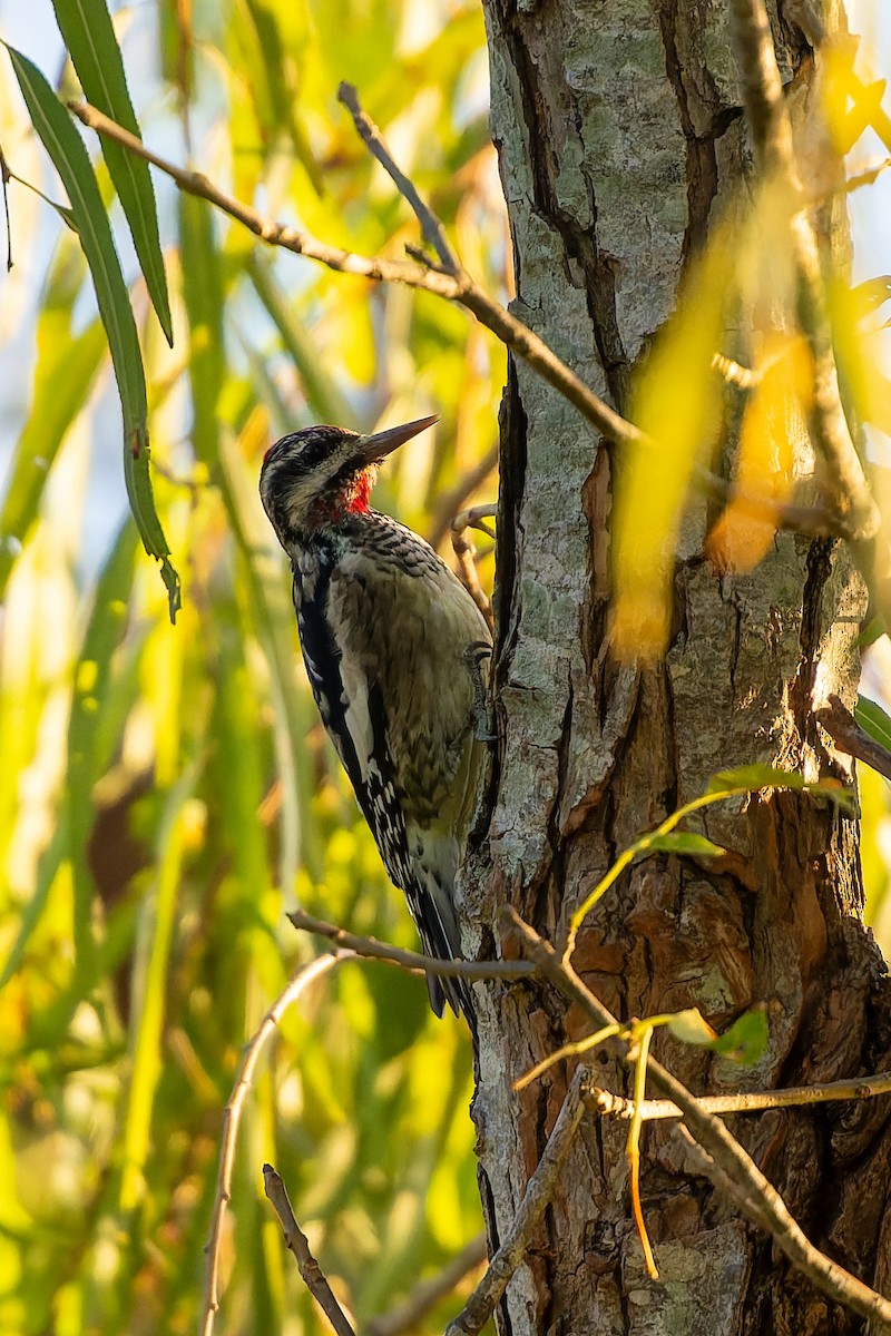 Yellow-bellied Sapsucker - ML644480604