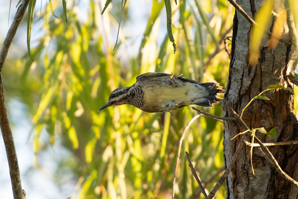 Yellow-bellied Sapsucker - ML644480605