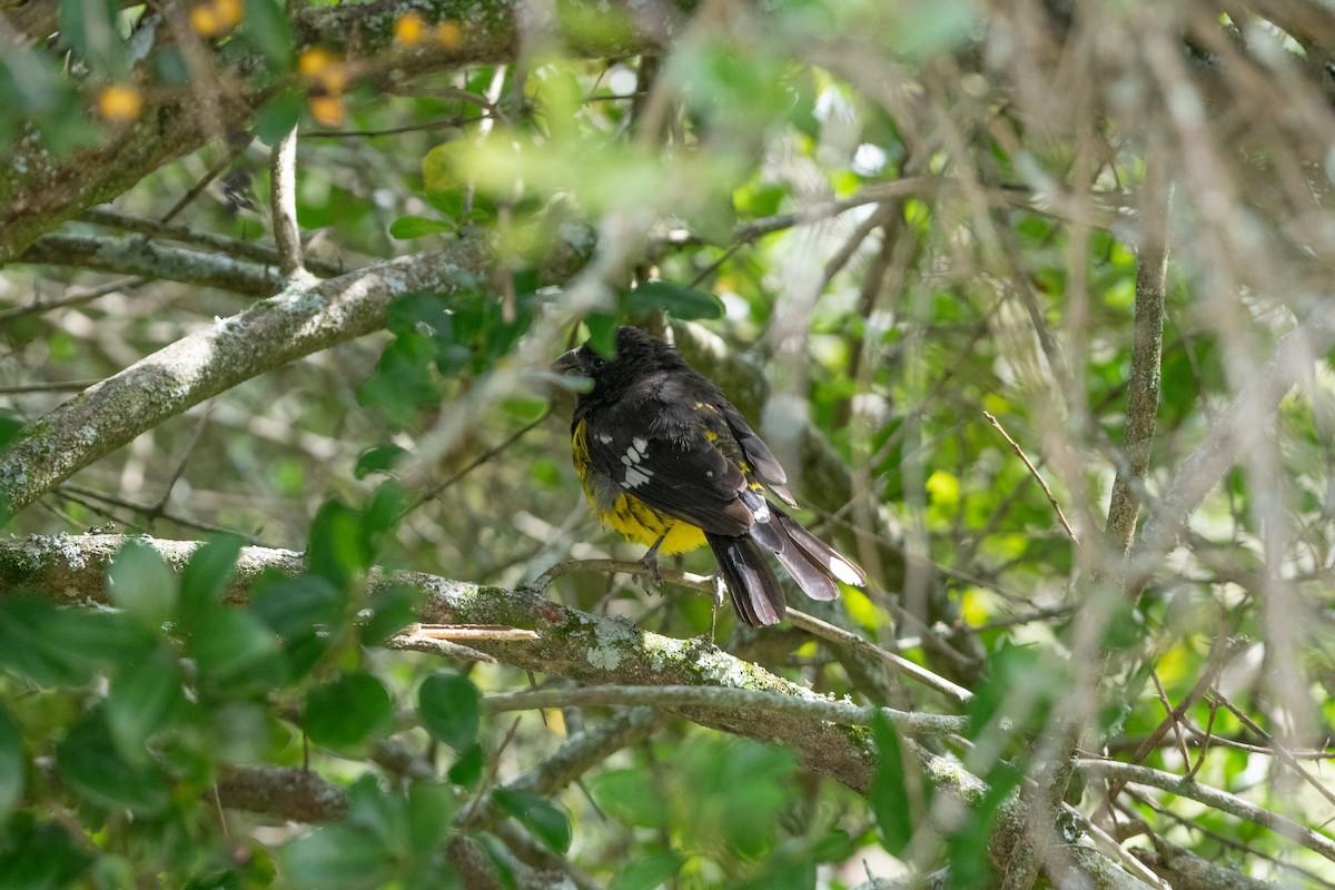 Picogrueso Dorsinegro - ML644480606