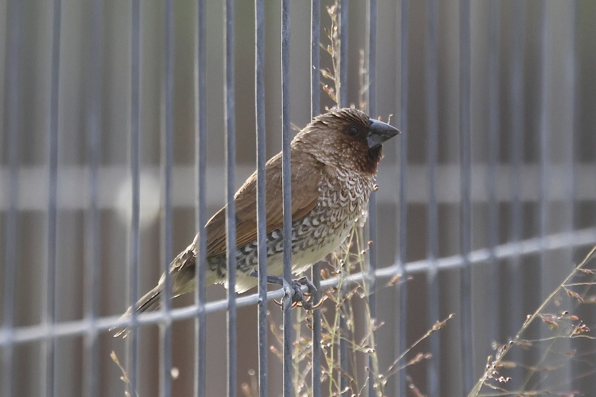 斑文鳥 - ML644480607