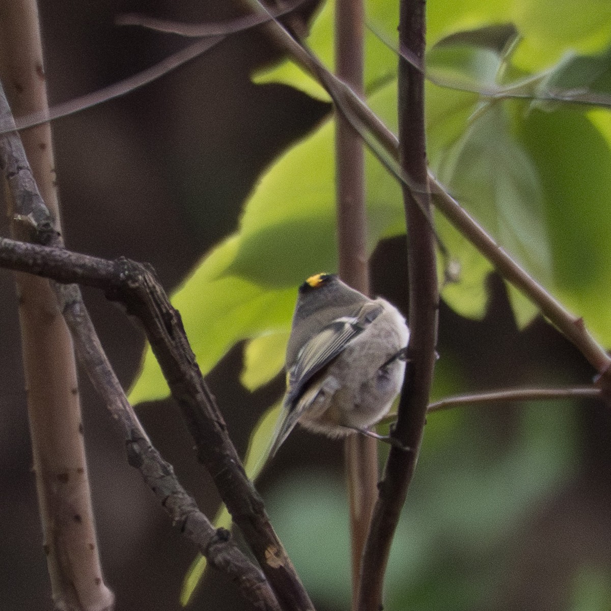 Golden-crowned Kinglet - ML644480608