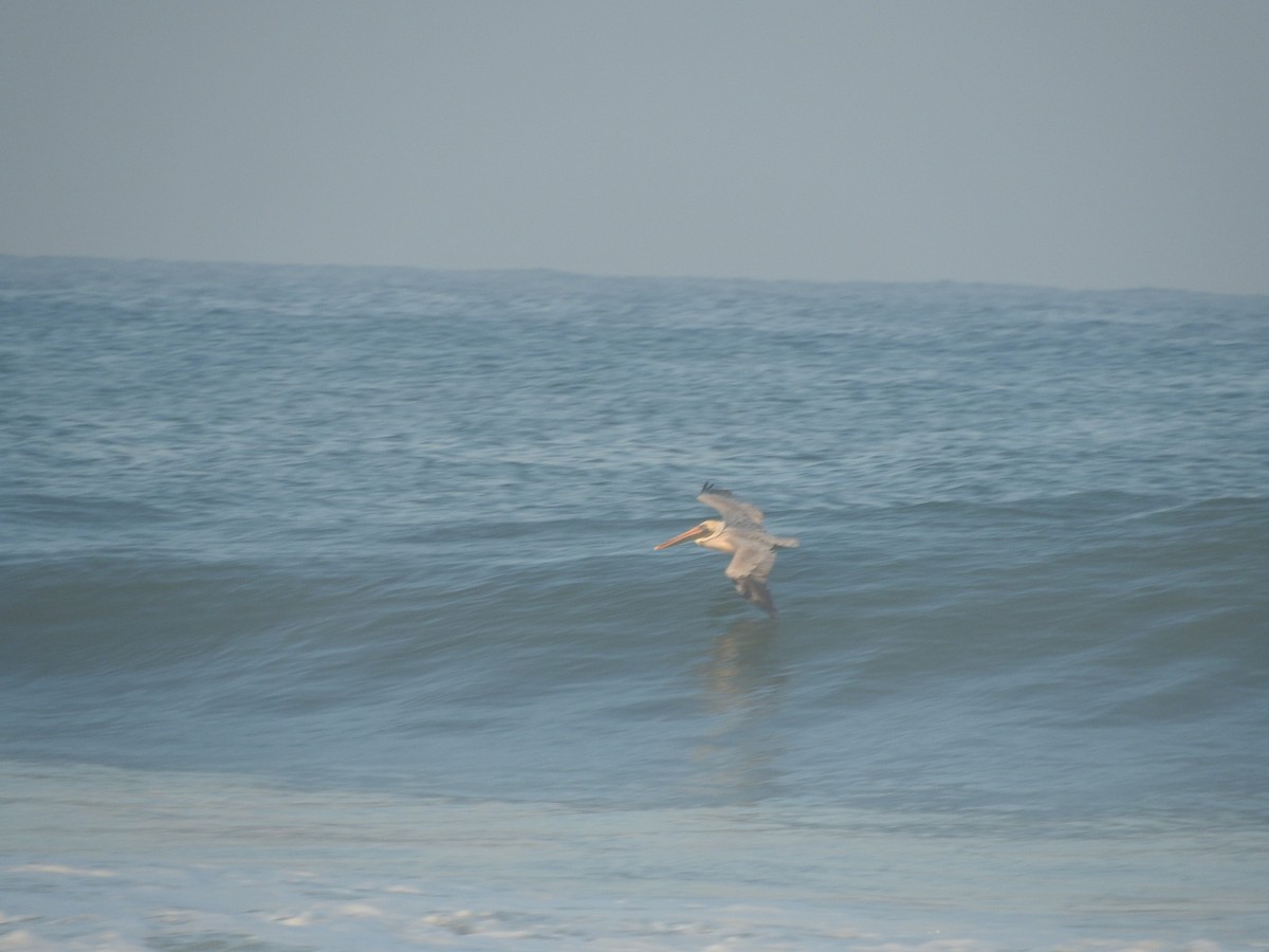 Brown Pelican - ML644480609