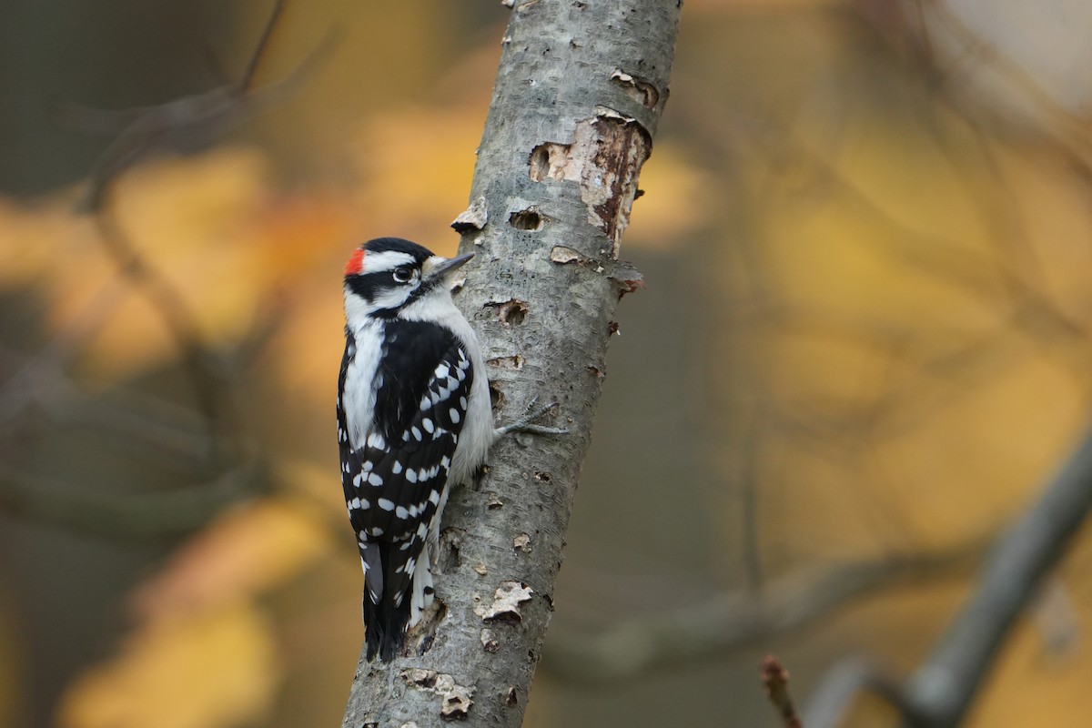 Downy Woodpecker - ML644480610