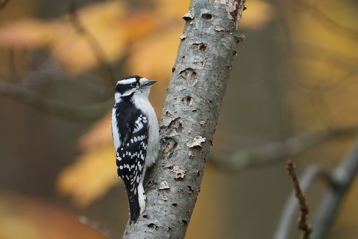 Downy Woodpecker - ML644480612