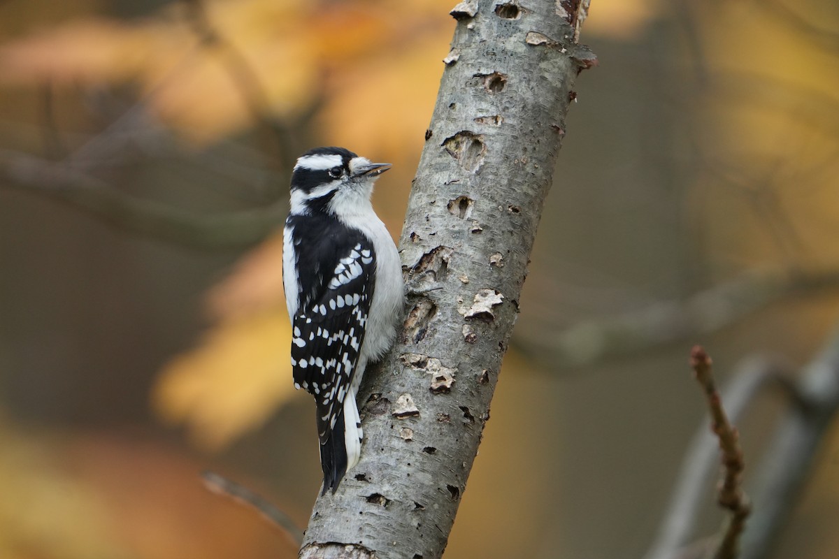 Downy Woodpecker - ML644480613