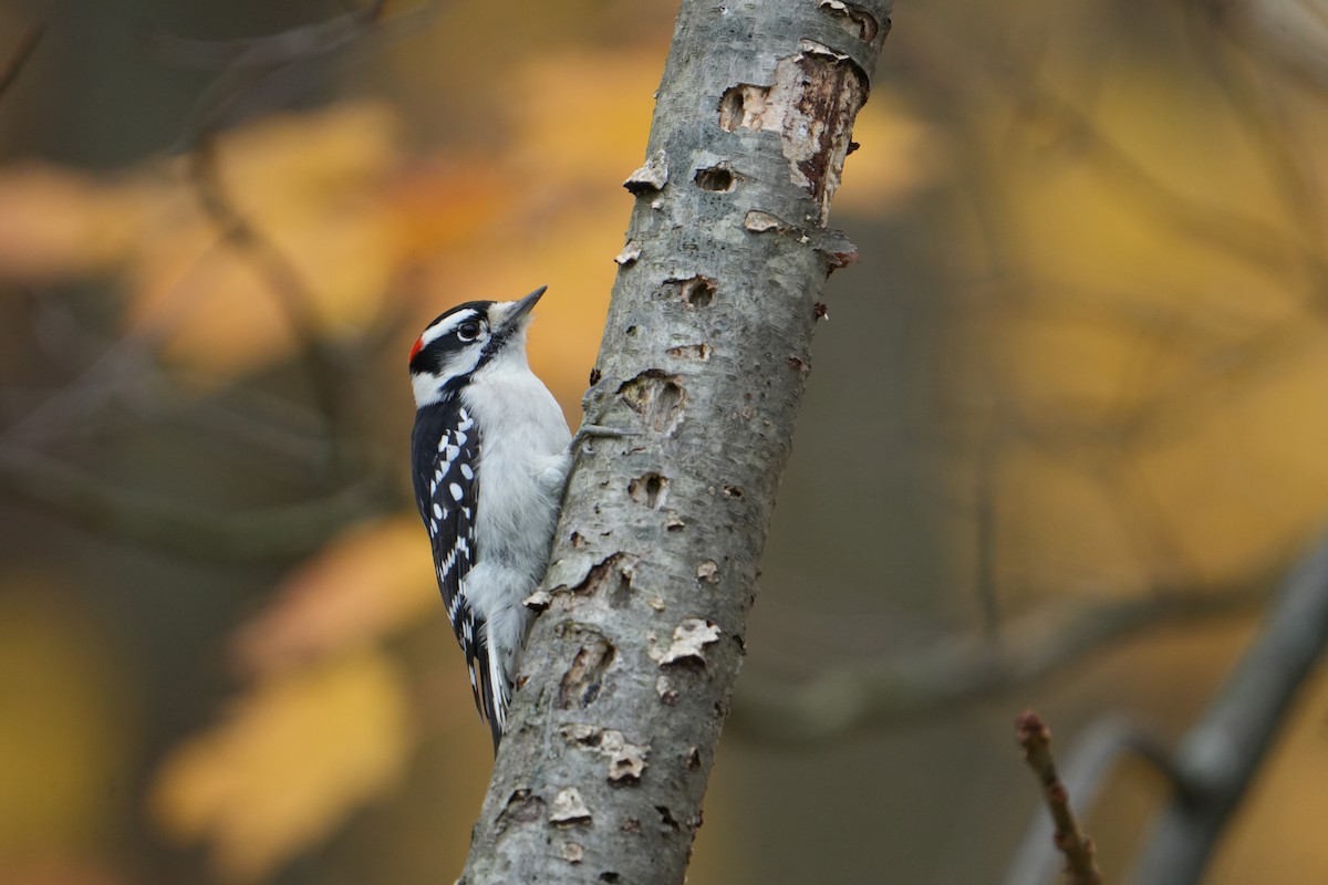 Downy Woodpecker - ML644480614