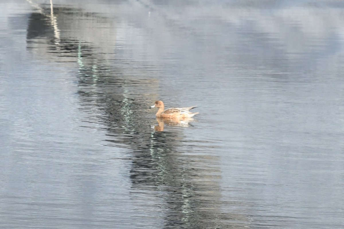 葡萄胸鴨 - ML644480615