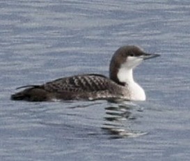 Pacific Loon - ML644480616