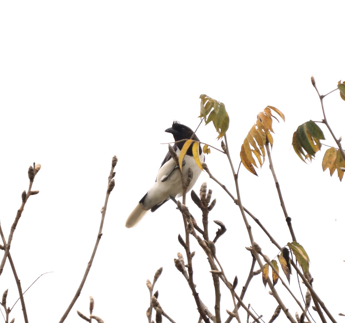 Curl-crested Jay - ML644480619