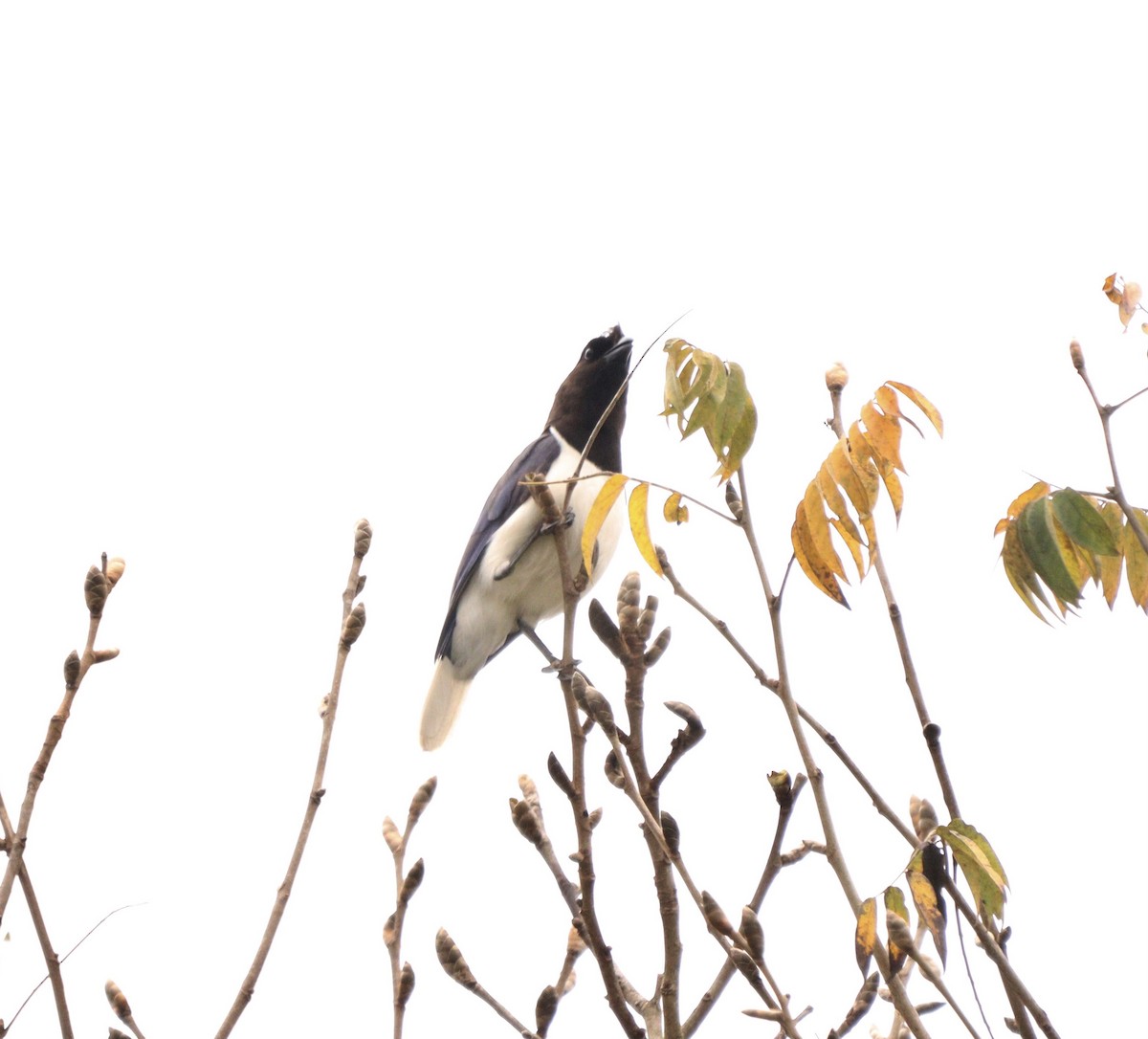 Curl-crested Jay - ML644480620