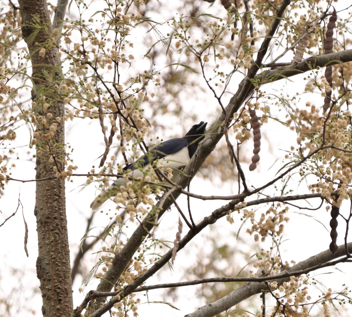 Curl-crested Jay - ML644480622