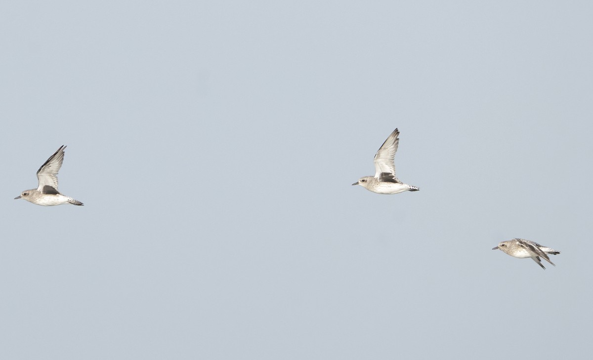 灰斑鴴 - ML644480629