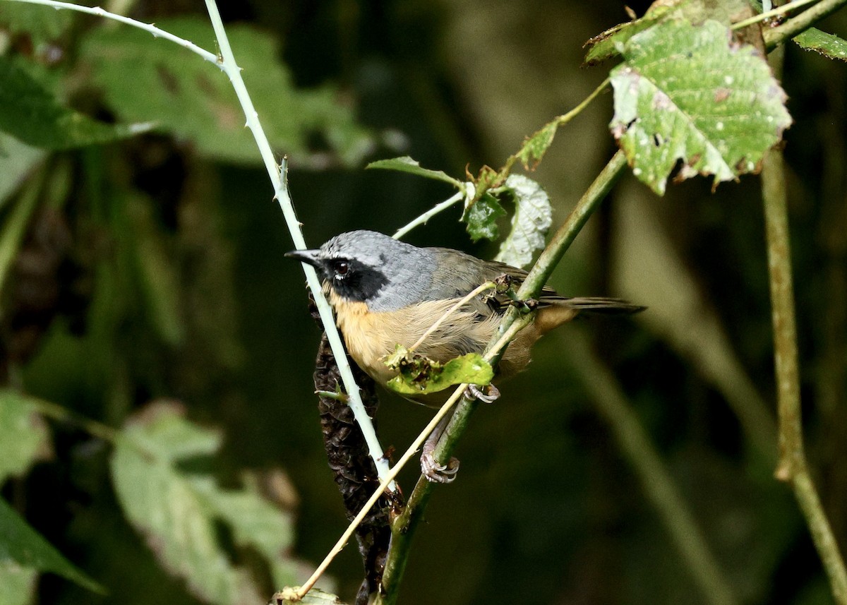 Black-eared Hemispingus - ML644480630